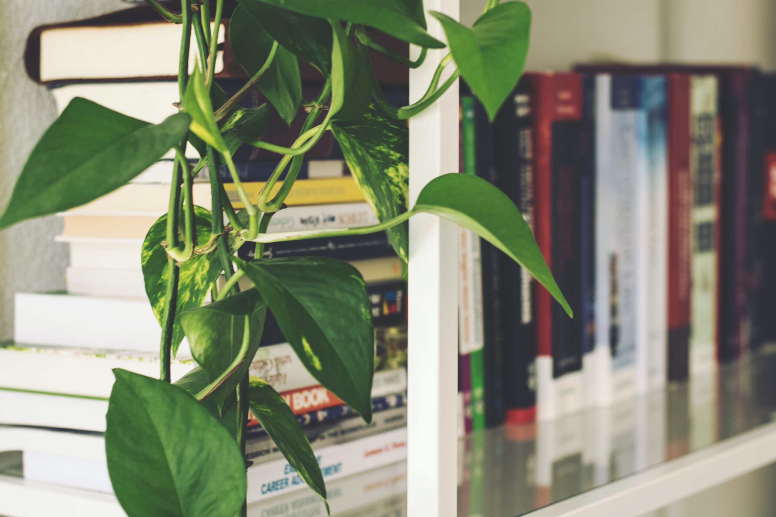 bookshelf with plant